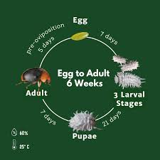 Image result for Cryptolaemus