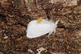 Attēlu rezultāti vaicājumam “Euproctis similis”