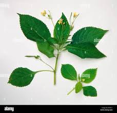 Attēlu rezultāti vaicājumam “Impatiens parviflora leaf”