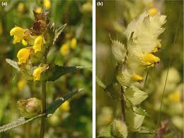 Attēlu rezultāti vaicājumam “Rhinanthus serotinus flower”