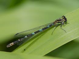 Attēlu rezultāti vaicājumam “Coenagrion pulchellum male”