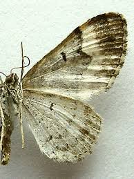 Attēlu rezultāti vaicājumam “Xanthorhoe biriviata”