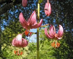 Attēlu rezultāti vaicājumam “xComagaria rosea  flower”