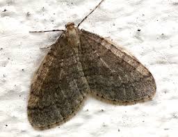 Attēlu rezultāti vaicājumam “Operophtera”