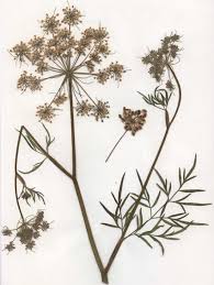 Attēlu rezultāti vaicājumam “Peucedanum palustre”