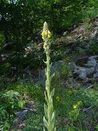Attēlu rezultāti vaicājumam “Verbascum thapsus flower”