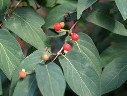 Attēlu rezultāti vaicājumam “Lonicera xylosteum fruit”