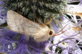 Attēlu rezultāti vaicājumam “Eriopygodes imbecilla”