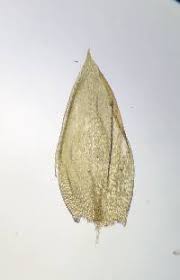 Attēlu rezultāti vaicājumam “Plagiothecium cavifolium”