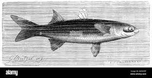 Image result for Liza ramada