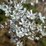Attēlu rezultāti vaicājumam “Gypsophila fastigiata flower”