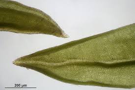 Attēlu rezultāti vaicājumam “Tortella inclinata”