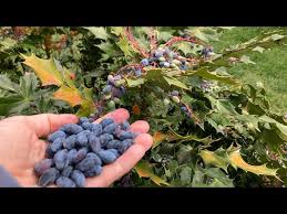 Attēlu rezultāti vaicājumam “Mahonia aquifolium fruit”