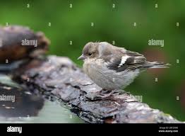 Attēlu rezultāti vaicājumam “Fringilla coelebs juvenile”