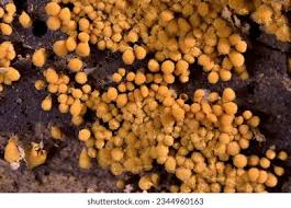 Attēlu rezultāti vaicājumam “Hemitrichia calyculata young”