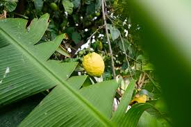 Attēlu rezultāti vaicājumam “Libanotis montana fruit”