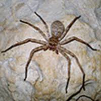 Attēlu rezultāti vaicājumam “Sparassidae”