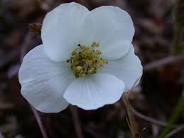 Attēlu rezultāti vaicājumam “Rubus chamaemorus flower”