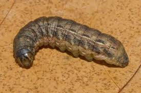 Attēlu rezultāti vaicājumam “Noctua pronuba”