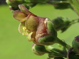 Attēlu rezultāti vaicājumam “Scrophularia umbrosa flower”