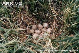 Attēlu rezultāti vaicājumam “Crex crex nest”