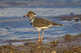Attēlu rezultāti vaicājumam “Charadrius hiaticula adult”