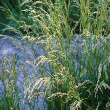 Attēlu rezultāti vaicājumam “Lolium perenne”