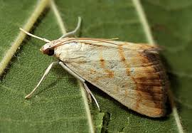 Attēlu rezultāti vaicājumam “Evergestis extimalis”