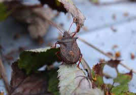 Attēlu rezultāti vaicājumam “Picromerus bidens”