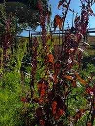 Image result for Atriplex hortensis
