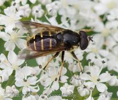Attēlu rezultāti vaicājumam “Sericomyia sp.”