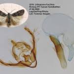 Attēlu rezultāti vaicājumam “Lithophane furcifera”