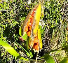 Attēlu rezultāti vaicājumam “Iris pseudacorus fruit”