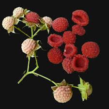 Attēlu rezultāti vaicājumam “Rubus parviflorus fruit”