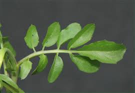 Attēlu rezultāti vaicājumam “Cardamine pratensis leaf”