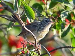 Image result for Luscinia calliope