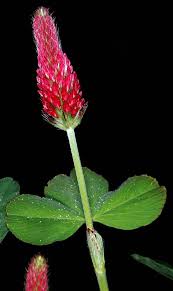Image result for Trifolium incarnatum