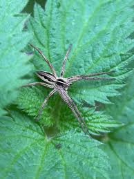 Attēlu rezultāti vaicājumam “Pisaura mirabilis female”