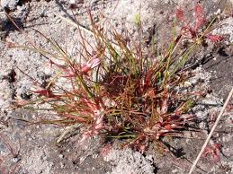 Attēlu rezultāti vaicājumam “Juncus bulbosus”
