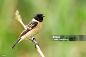 Attēlu rezultāti vaicājumam “Sylvia atricapilla male”