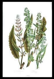 Attēlu rezultāti vaicājumam “Rumex aquaticus fruit”