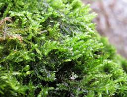 Attēlu rezultāti vaicājumam “Neckera complanata sporophyte”