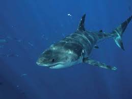 Image result for Scylliogaleus quecketti