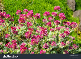 Image result for Anthyllis vulneraria rubra