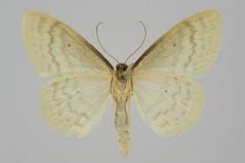 Attēlu rezultāti vaicājumam “Scopula floslactata imago”