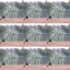 Attēlu rezultāti vaicājumam “Syntrichia papillosa”