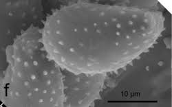 Attēlu rezultāti vaicājumam “Milesina murariae”