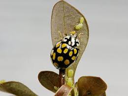 Attēlu rezultāti vaicājumam “Sospita vigintiguttata”