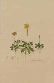 Image result for Hieracium pilosella
