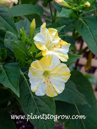 Image result for Mirabilis jalapa
